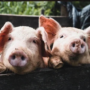 10 boerderijdieren voor hobbymatige houders