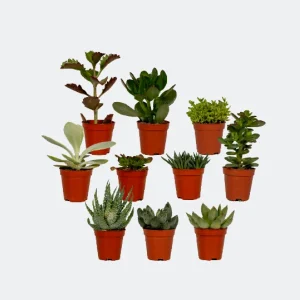 10 Stuks Vetplanten (succulenten)