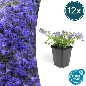 12 Stuks Klokjesbloem Poscharskyana Stella