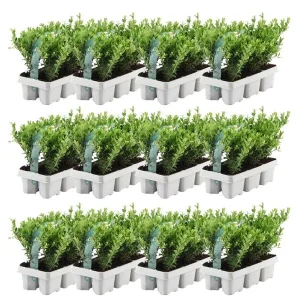 12 x 6 pack Ilex crenata Jenny