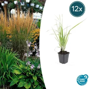 12x Struisriet 'Karl Foerster' | Calamagrostis acutiflora