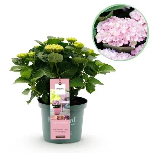 1Hortensia Roze 5 a 7 Bloemen