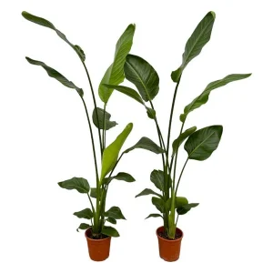 2 Strelitzia Nicolai planten - 2 kamerplanten
