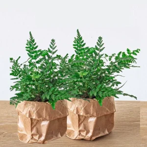 2 Stuks Adelaarsvaren, Vrouwenvaren