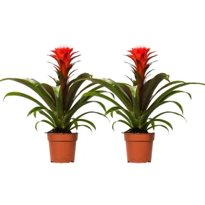 2 stuks Bromelia Guzmania Hope - Rood