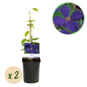 2 Stuks Clematis Huldine - Wit