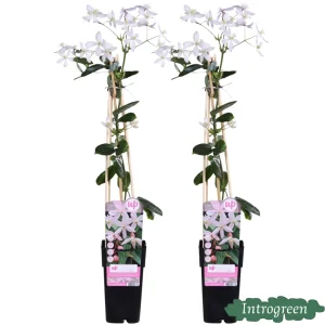 2 Stuks Clematis Licht-Roze