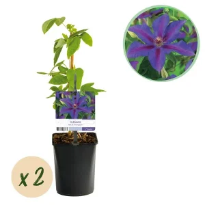 2 Stuks Clematis Paars