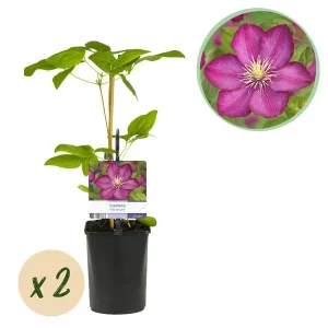 2 Stuks Clematis Roze
