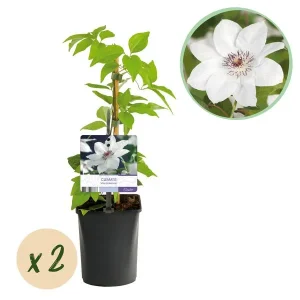 2 Stuks Clematis Wit
