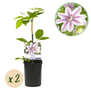 2 Stuks Clematis Wit met Roze