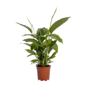 2 stuks De Lepelplant of De VredesLelie, Bekend om zijn Witte Bloemen,Spathiphyllum Bingo Cupido