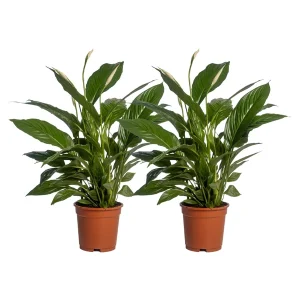 2 Stuks - De Lepelplant of De VredesLelie, Bekend om zijn Witte Bloemen,Spathiphyllum Vivaldi