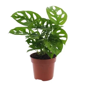 2 Stuks Gatenplant