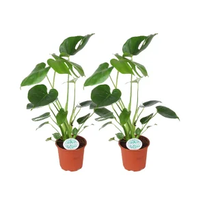 2 stuks Gatenplant of vogelbekplant (Monstera Deliciosa)