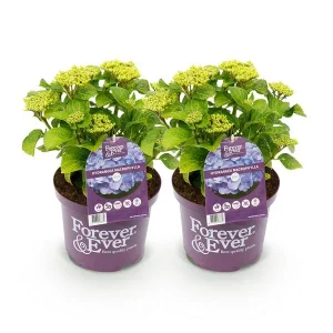 2 Stuks Hortensia Blauw 5 a 7 Bloemen