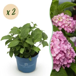 2 Stuks Hortensia Roze