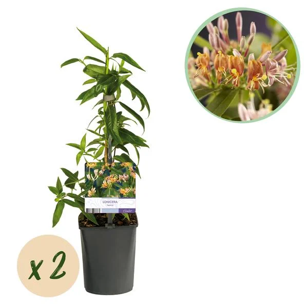 2 Stuks Kamperfoelie Roze