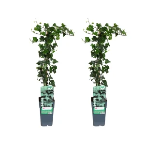 2 Stuks Klimop