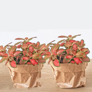 2 Stuks Mozaïekplantje
