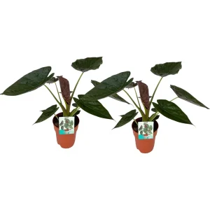 2 stuks Olifantenoor
