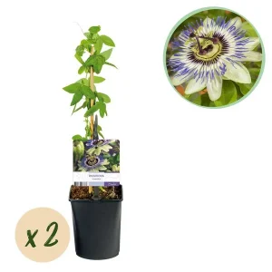 2 Stuks Passiebloem Blauw-Wit/Groen