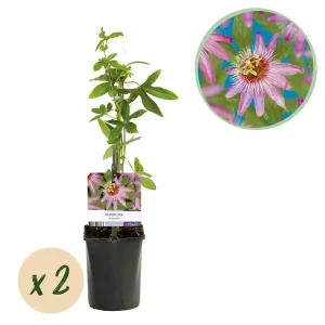 2 Stuks Passiebloem Roze