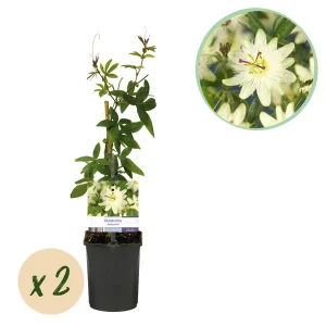 2 Stuks Passiebloem wit