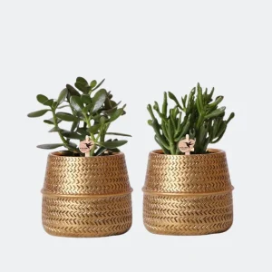 2 Stuks Vetplanten in Gouden Groove Sierpotten