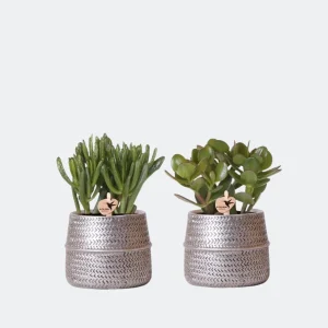 2 Stuks Vetplanten in Zilveren Groove Sierpot