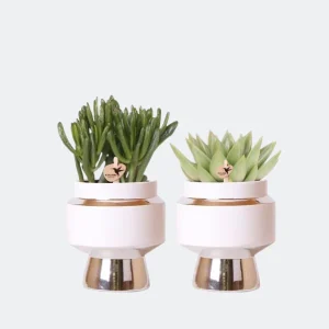 2 Stuks Vetplanten in Zilveren Le Chic Sierpotten