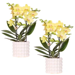2 Stuks Vlinderorchidee Albenga in Poppy Wit Sierpot