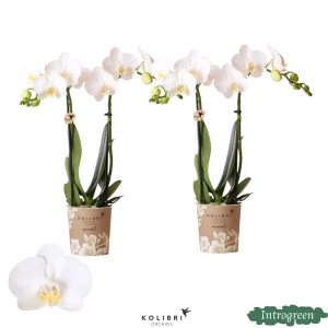 2 stuks Vlinderorchidee Amabilis