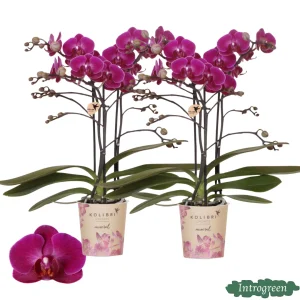 2 stuks Vlinderorchidee Morelia