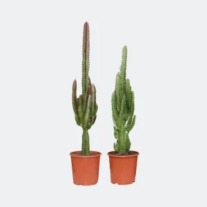 2 Stuks Wolfsmelkplant