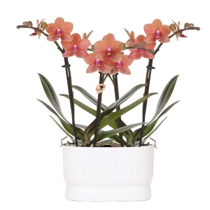 2 Vlinder Orchidee Bolzano in Diabolo Twin White Sierpot