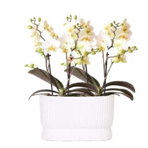 2 Vlinderorchidee Lausanne in Diabolo Twin White Sierpot