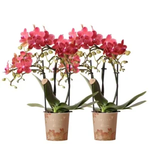 2 Vlinderorchideeën Congo
