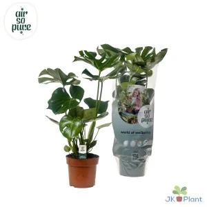 2 x Gatenplant, Groene Kamerplant, Tropisch, Monstera Deliciosa