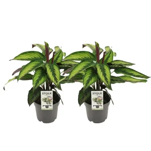 2 x Koninklijke Calathea (Majestica Princeps)