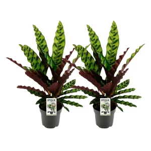 2 x Lansvormige Calathea met slanke, langwerpige bladeren met opvallende groene en crèmekleurige strepen