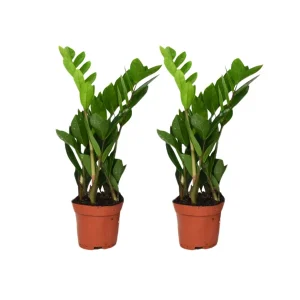 2 ZZ-planten - Zamioculcas halfschaduw - Kamerplant woonkamer en kantoor