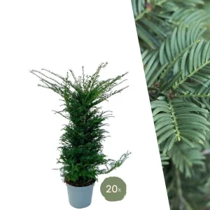 20 Stuks Taxus = 10 meter Haag
