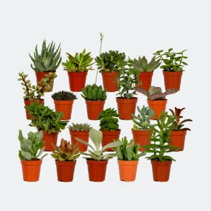 20 Stuks Vetplanten