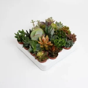 20 Stuks Vetplanten mix