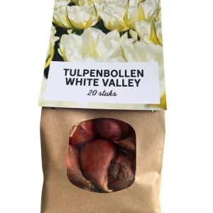20x White Valley TulpenBollen - bloembollen - tulpen - Wit