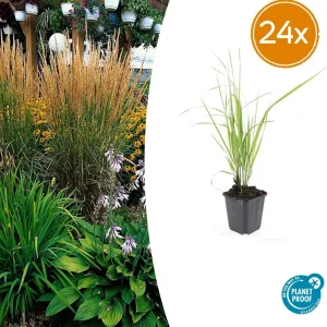 24 Stuks Calamagrostis acutiflora Karl Foerster - struisriet