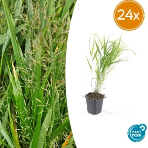 24 Stuks Japans Siergras, Creme Pluimen, Hakonechloa macra