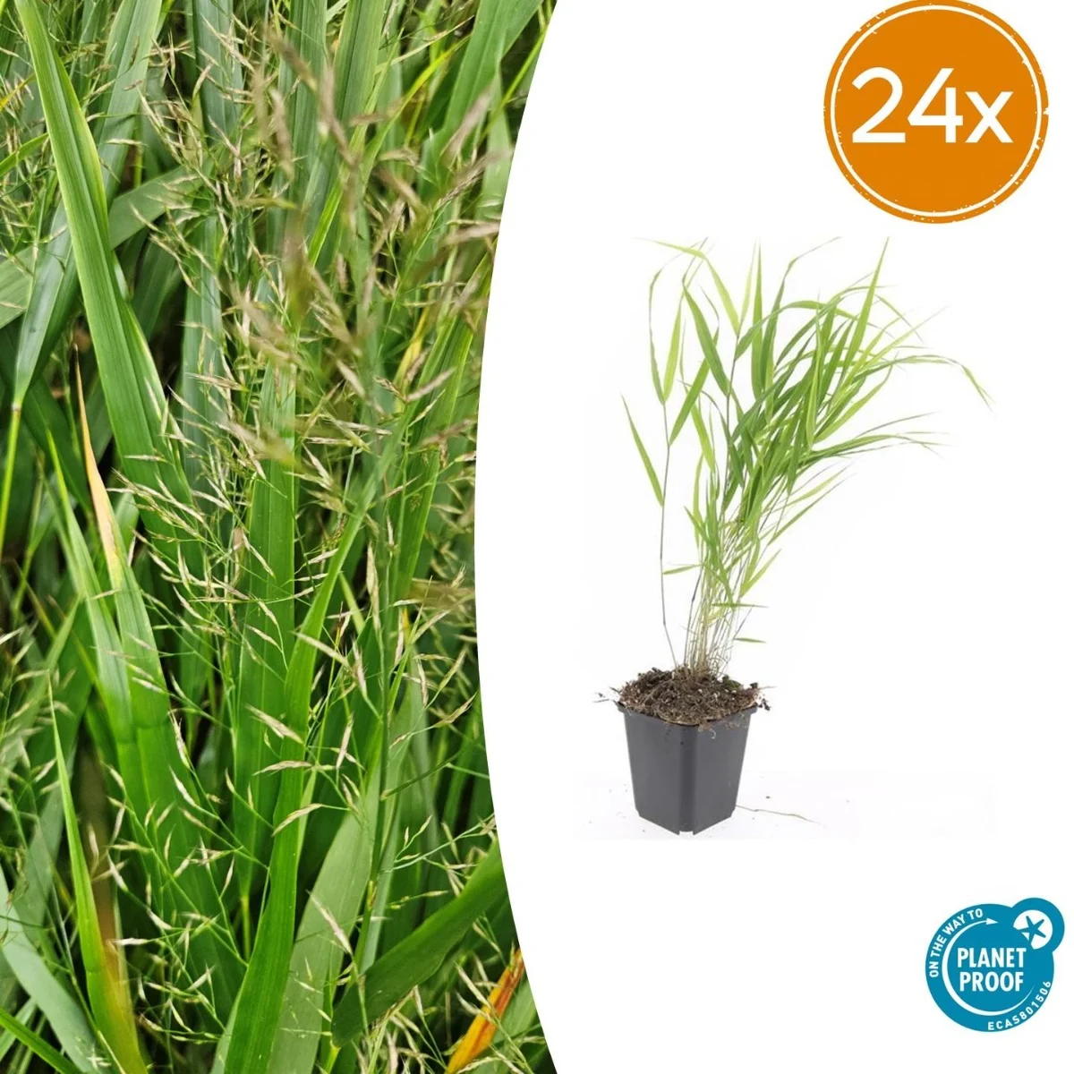 24 Stuks Japans Siergras, Creme Pluimen, Hakonechloa macra
