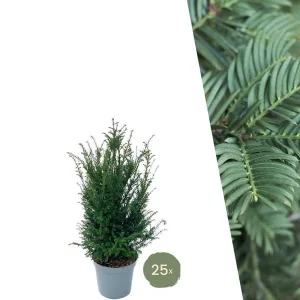 25 Stuks Taxus = 10 meter Haag